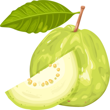 Green Guava Fruit