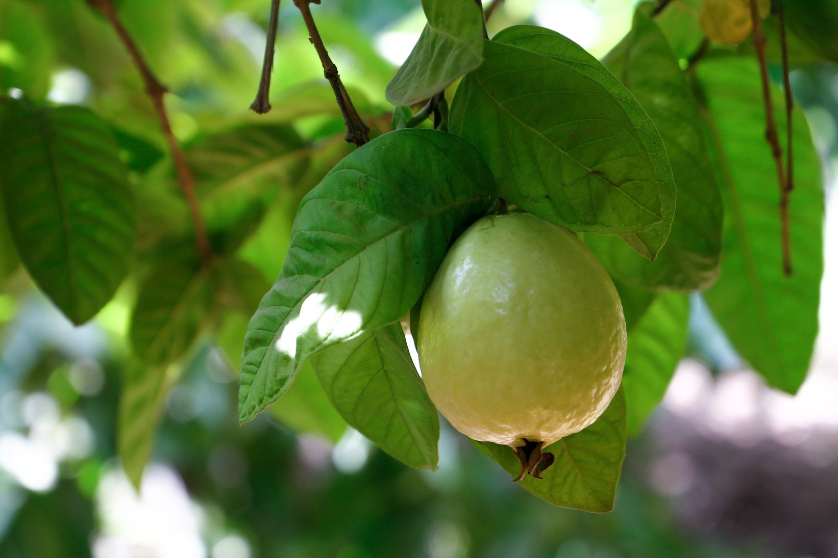 Guava fruits on a tree. Guava Tree