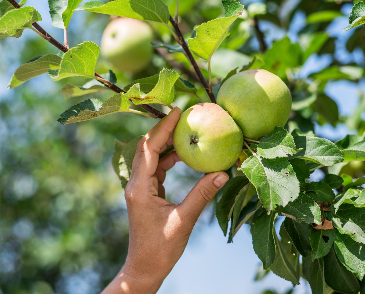 Apple picking.