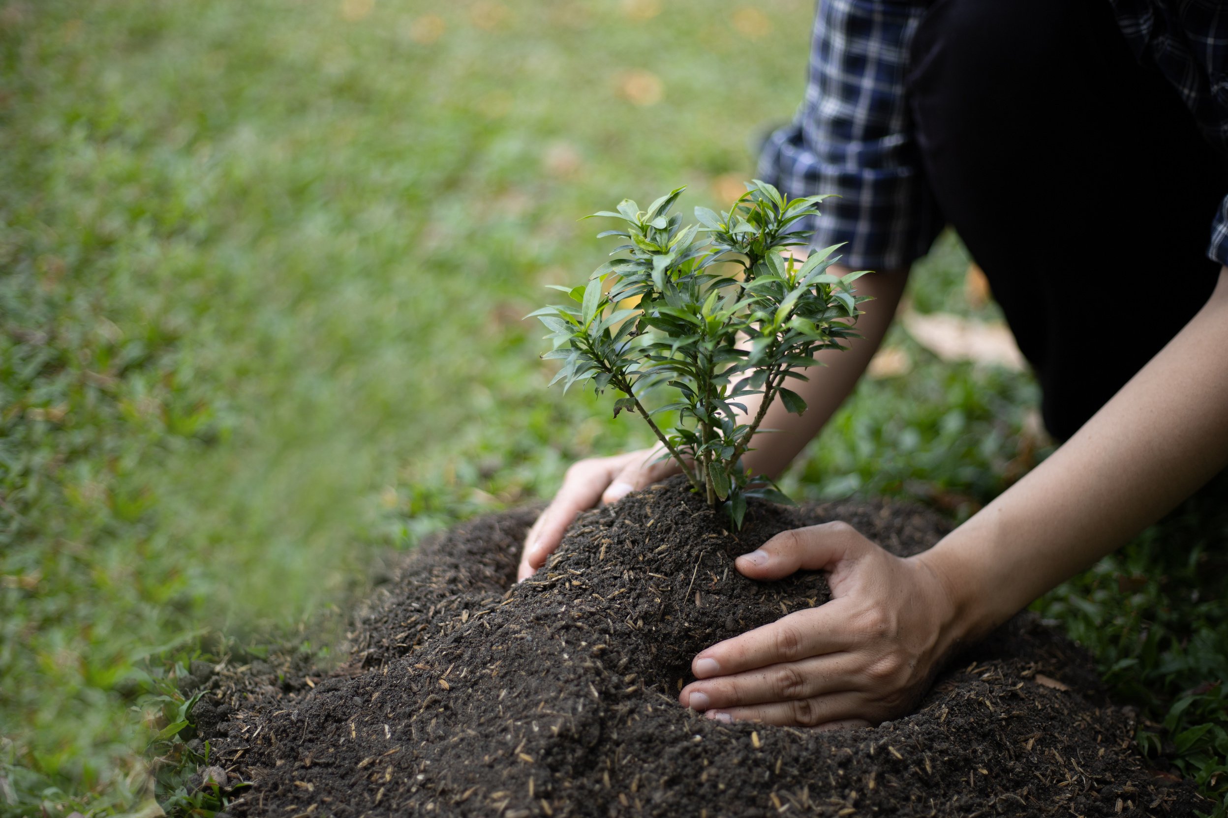 Person Planting a Tree 