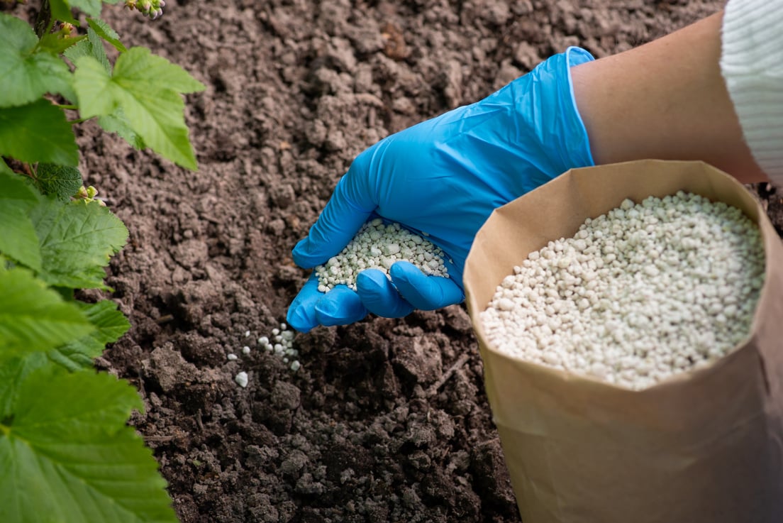 Gardener fertilizing plants with NPK fertilizer