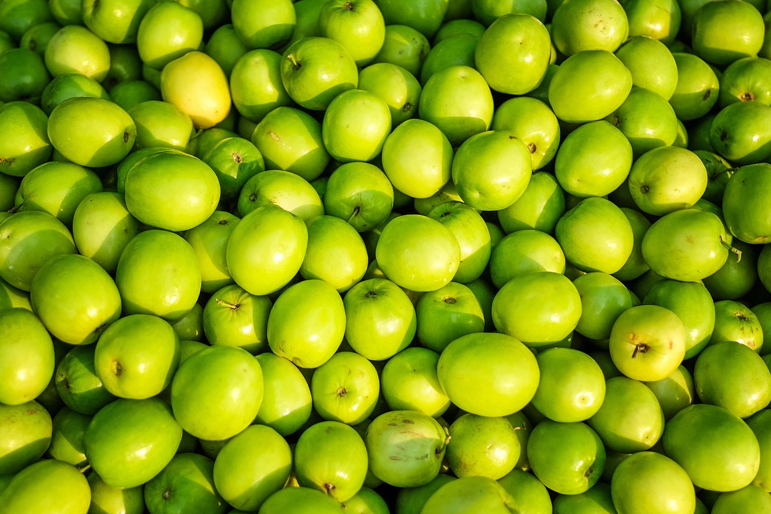 Jujube, Indian jujube, Chinese date, monkey apple, green balls pile in daylight