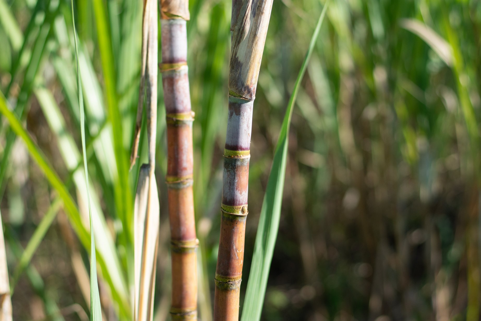 Sugar cane plantation